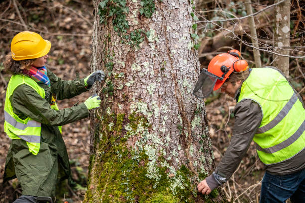 Best Tree and Shrub Care  in Saylorsburg, PA