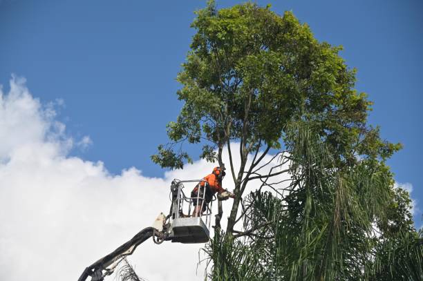 Trusted Saylorsburg, PA Tree Services Experts