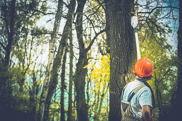 How Our Tree Care Process Works  in  Saylorsburg, PA